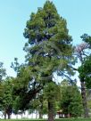 Pinus canariensis