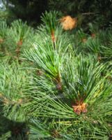 Pinus cembra