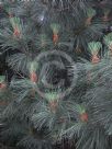 Pinus coulteri
