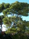 Pinus halepensis