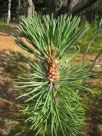 Pinus mugo uncinata