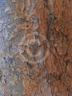 Pinus patula