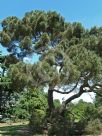 Pinus pinea