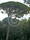 Pinus pinea