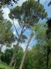 Pinus pinea