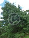 Pinus strobus