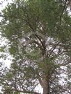 Pinus sylvestris