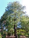 Pinus wallichiana