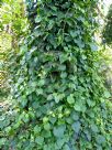 Piper hederaceum