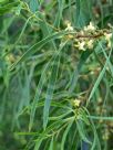 Pittosporum angustifolium