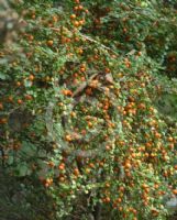 Pittosporum multiflorum