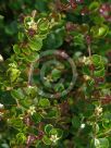 Pittosporum multiflorum