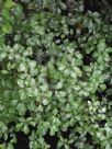 Pittosporum tenuifolium James Stirling