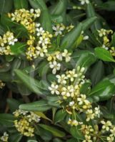 Pittosporum tobira