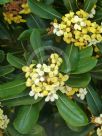 Pittosporum tobira