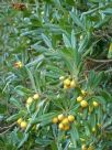 Pittosporum tobira