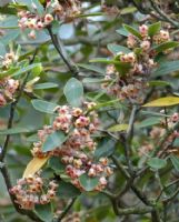 Pittosporum umbellatum