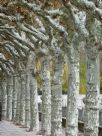 Platanus hispanica