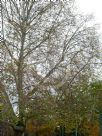Platanus orientalis