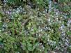Plectranthus ciliatus