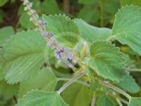 Plectranthus diversus