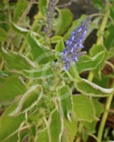 Plectranthus graveolens