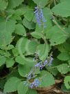 Plectranthus graveolens