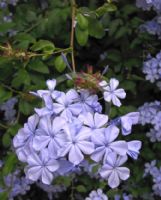 Plumbago auriculata