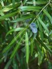 Podocarpus elatus