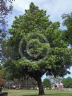 Podocarpus elatus
