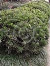 Podocarpus macrophyllus