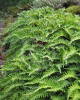 Polypodium vulgare