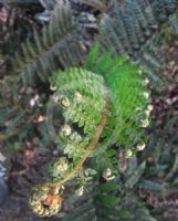 Polystichum proliferum