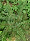 Polystichum setiferum