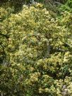 Pomaderris lanigera