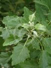 Populus alba