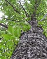 Populus trichocarpa