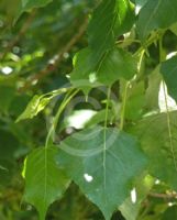 Populus nigra
