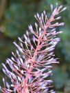 Portea petropolitana extensa