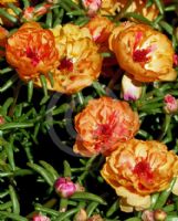 Portulaca grandiflora