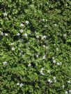 Pratia pedunculata