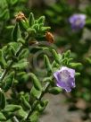 Prostanthera densa