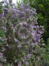 Prostanthera incisa