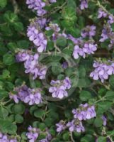 Prostanthera rotundifolia