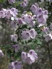 Prostanthera rotundifolia