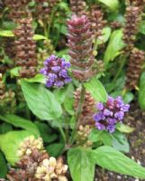 Prunella vulgaris