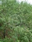 Prunus dulcis