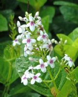 Pseuderanthemum carruthersii Reticulatum