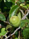 Chaenomeles sinensis