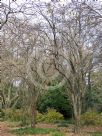 Chaenomeles sinensis